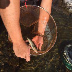 鮎釣り終盤戦突入！